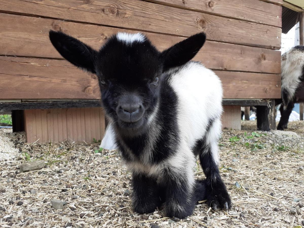 Cà Gennara Agri B&B Porretta Terme Bagian luar foto