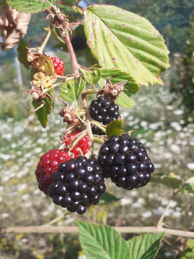 Cà Gennara Agri B&B Porretta Terme Bagian luar foto